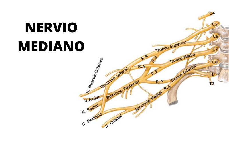 Nervio Mediano.png